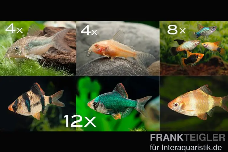 Assortiment de poissons d’ornement pour eau dure pour 100 cm
