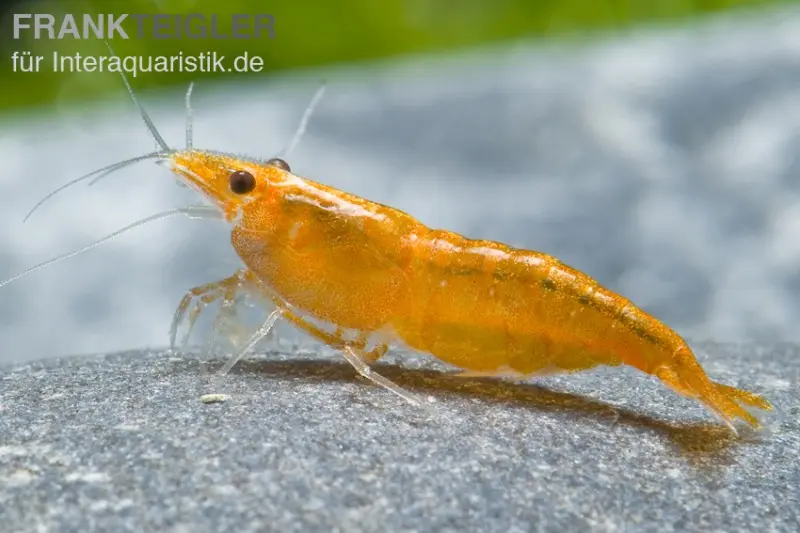Crevette Sakura Orange, Neocaridina davidi