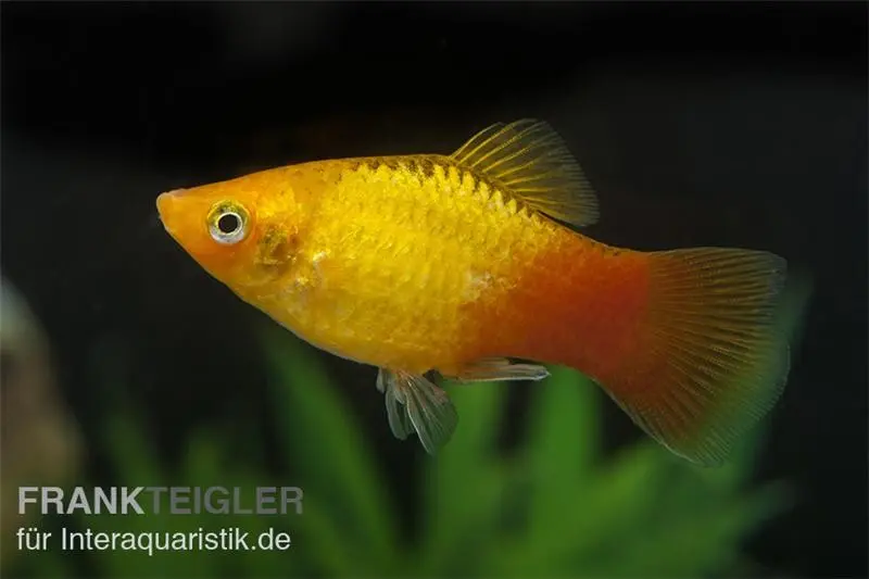 Platy Flamme doré, Xiphophorus maculatus