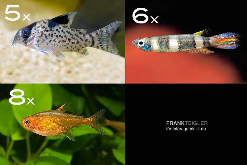 Assortiment de poissons d’ornement pour débutants pour 60 cm