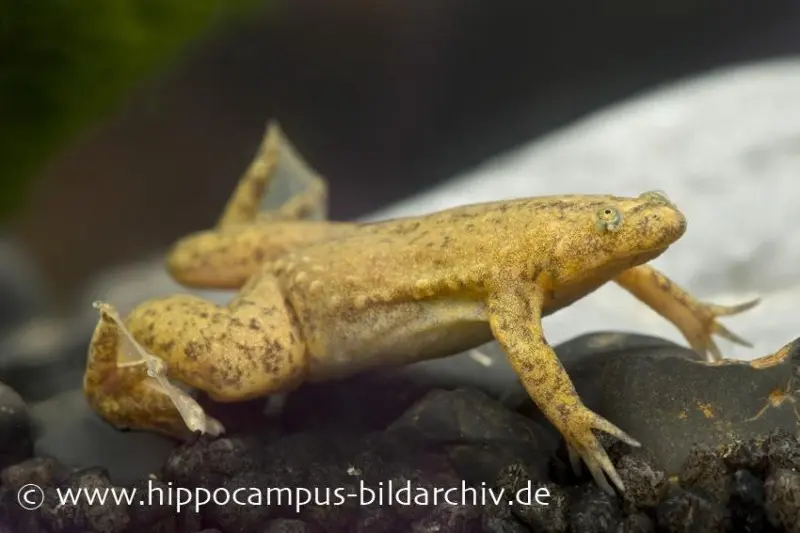 Grenouille à griffes tropicale, Xenopus tropicalis