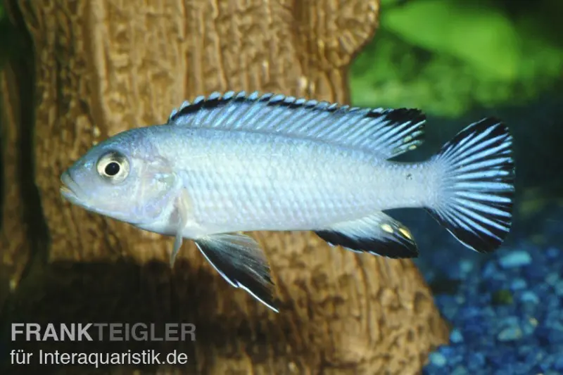 Incubateur buccal bleu glacier, Pseudotropheus socolofi, DNZ (élevage allemand)