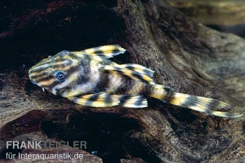Silure cuirassé nain, Peckoltia vermiculata L002