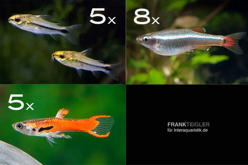 Assortiment de poissons d’ornement pour eau dure pour 60 cm