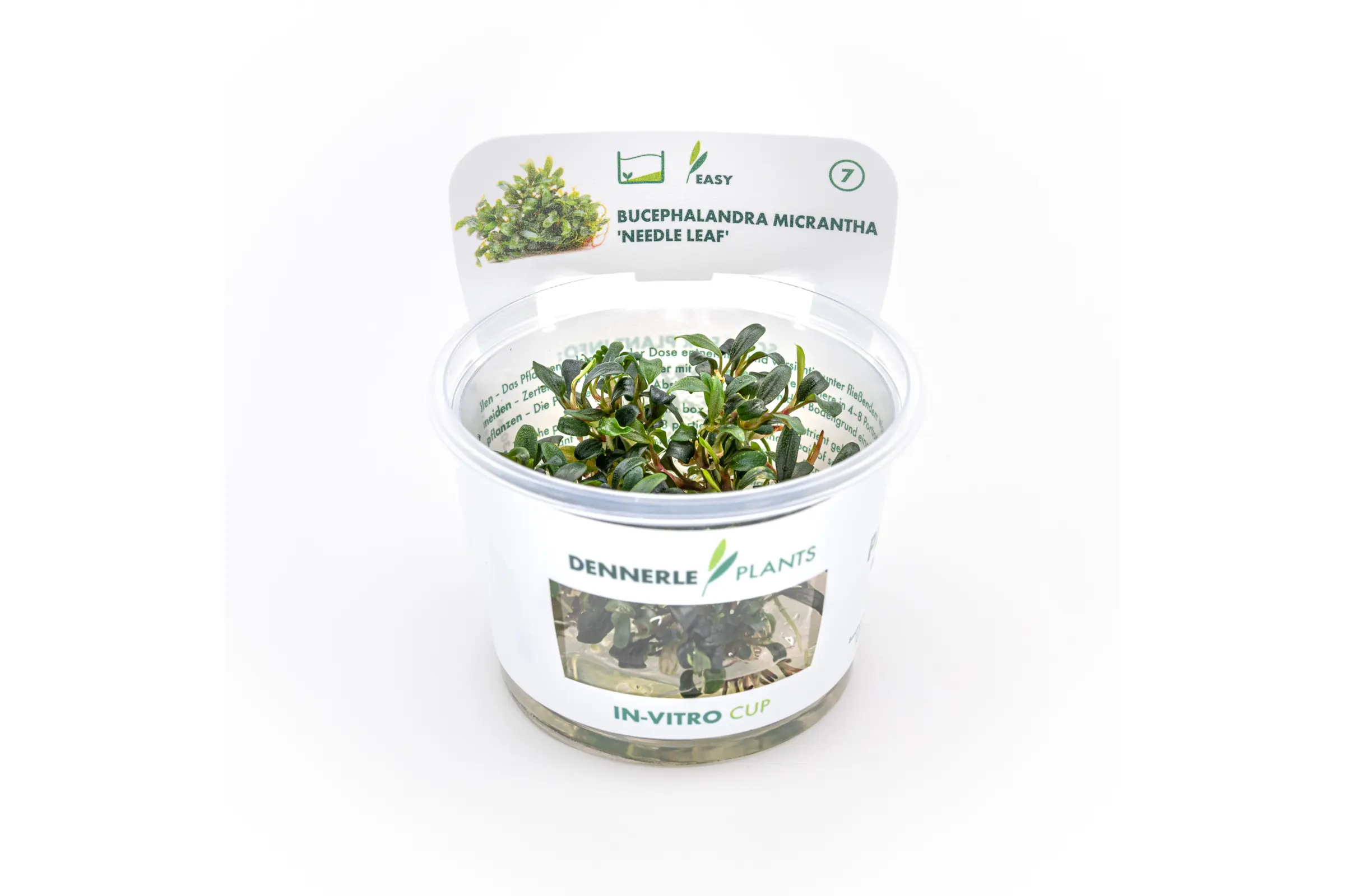 Bucephalandra « Needle Leaf », Bucephalandra micrantha « Needle Leaf » In-Vitro