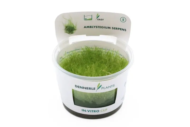 Mousse rampante, Amblystegium serpens, in vitro