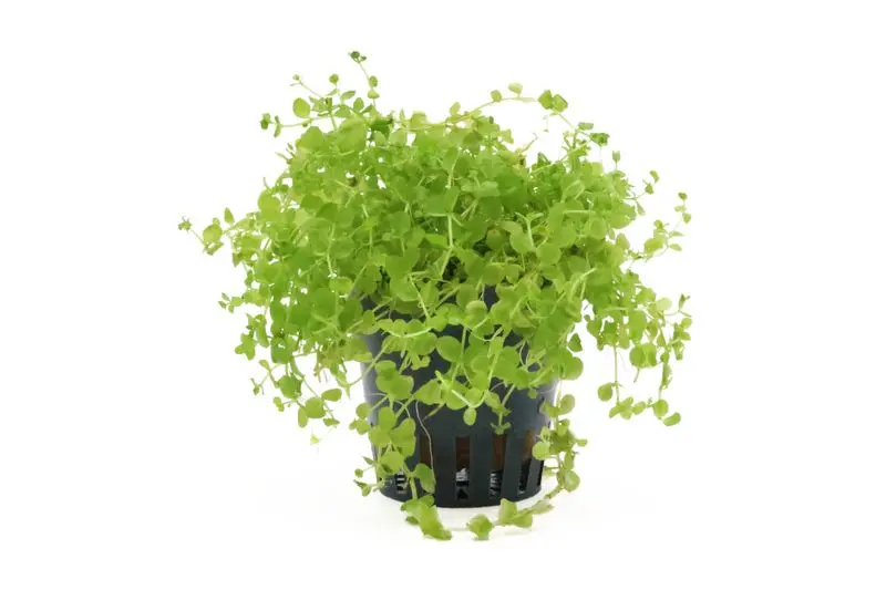 Perle de Monte Carlo, Micranthemum tweediei, en pot
