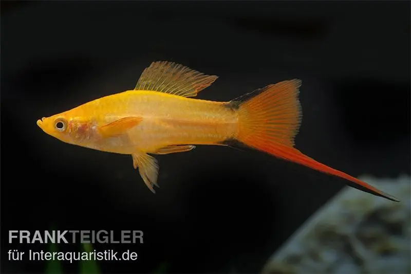 Porte-épée Comète Orange, Xiphophorus helleri