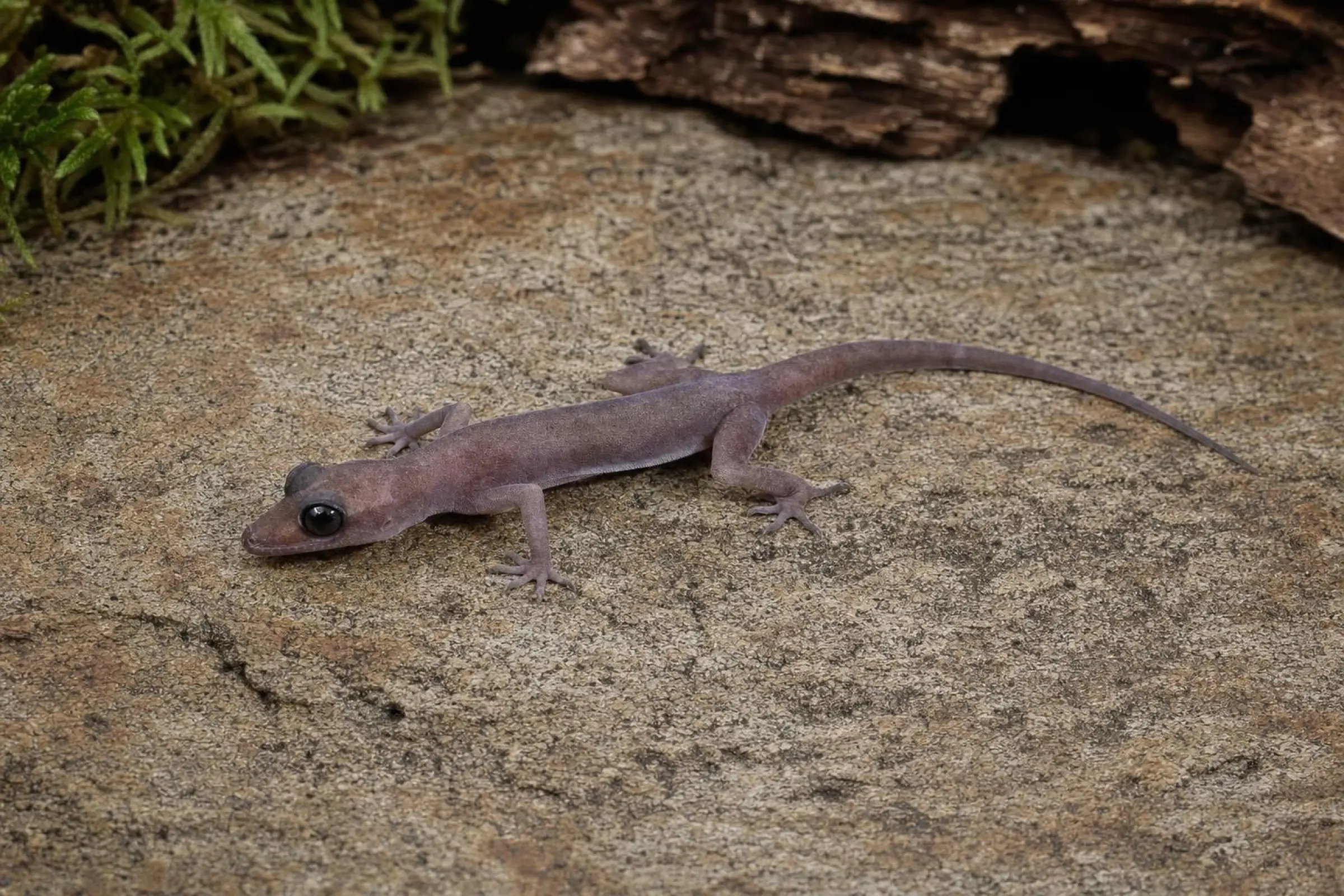 Gecko à doigts arqués aux yeux noirs, Cyrtodactylus nigriocularis