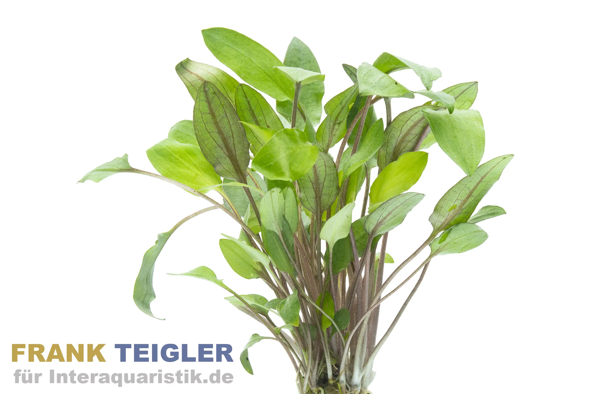 Cryptocoryne de Möhlmann, Cryptocoryne moehlmannii, en pot