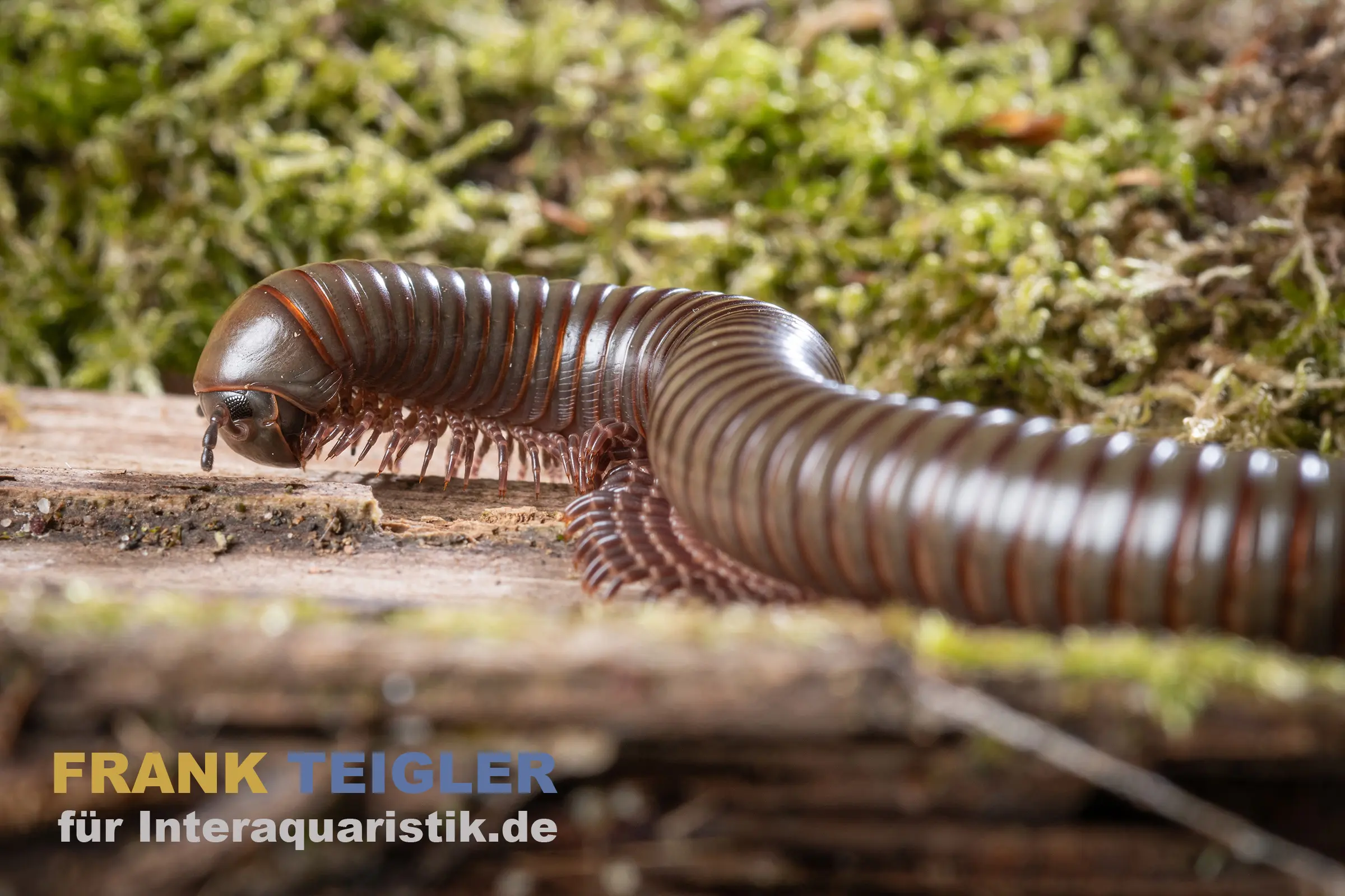 Mille-pattes vert, Telodeinopus aoutii 