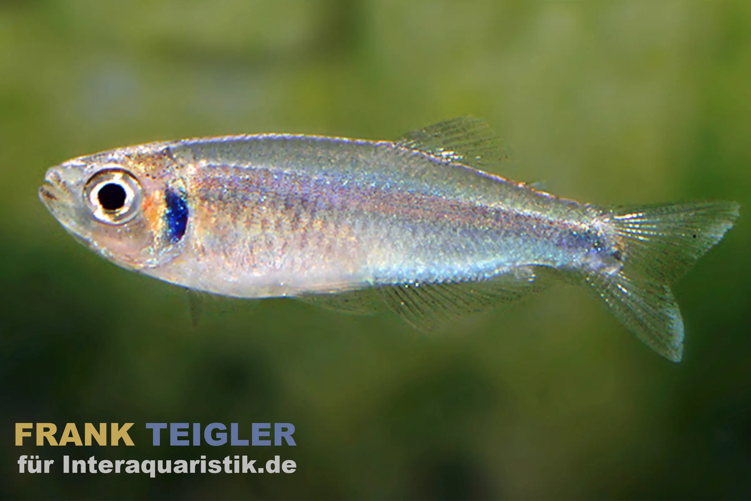 Tétra colibri, Tyttocharax cochui (mini-poisson)