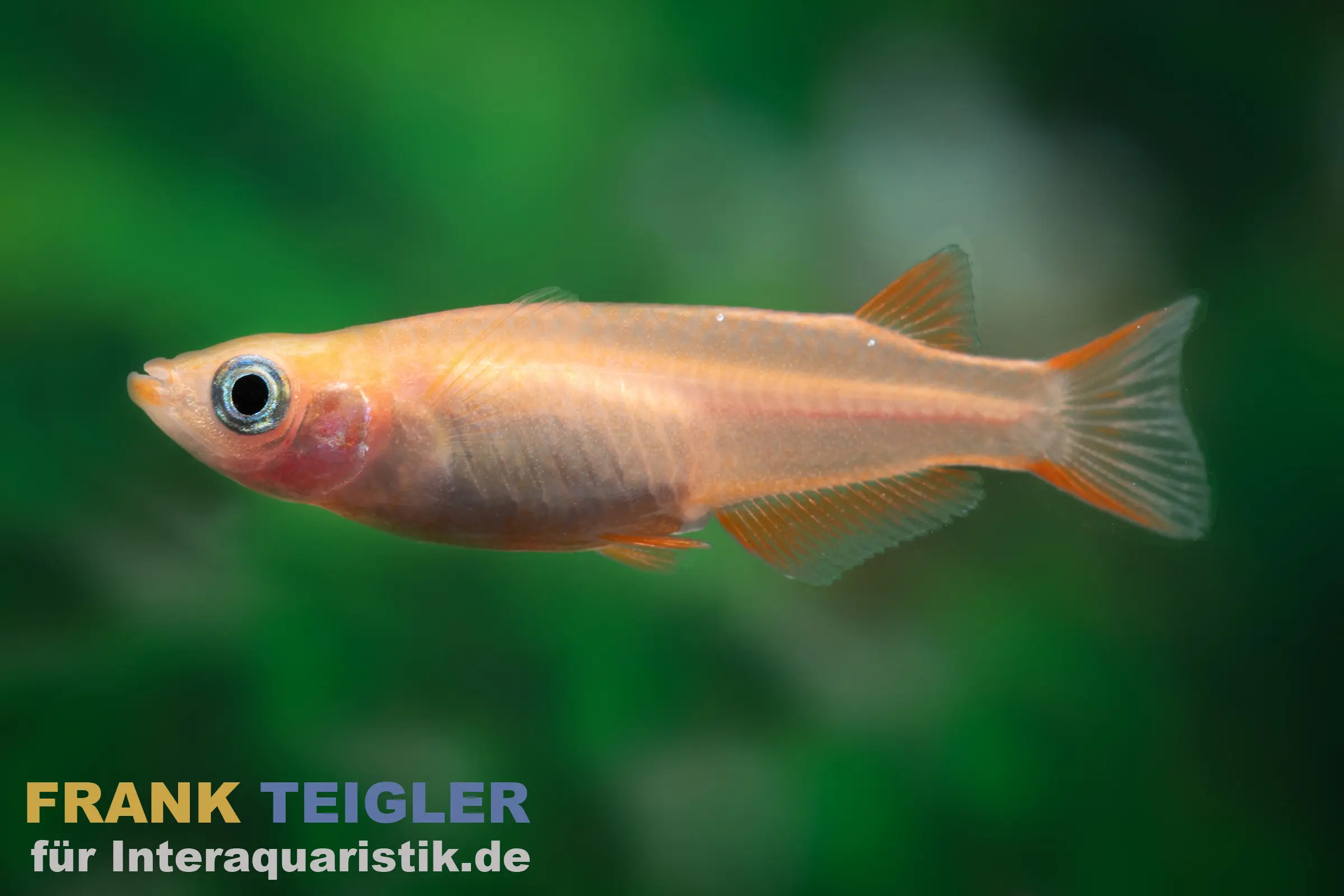 Medaka jaune orangé tacheté, Oryzias latipes Yellow Sparkled