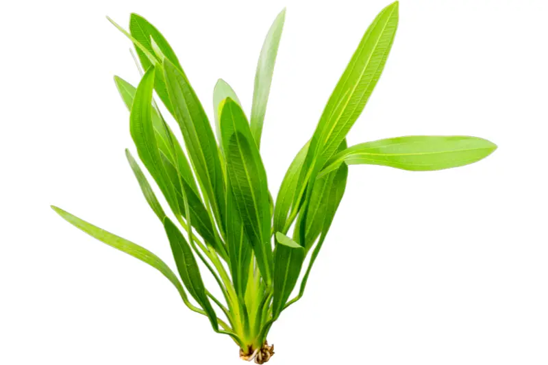 Plante-épée d’Uruguay, Echinodorus uruguayensis, pot