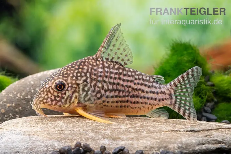 Corydoras de Sterba, Corydoras sterbai