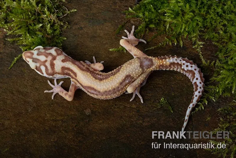 Gecko léopard, Eublepharis macularius, TREMPER ALBINO JUNGLE