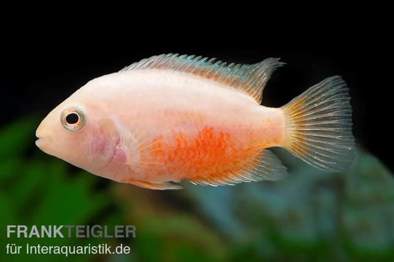 Cichlidé à nageoires vertes doré, Cichlasoma nigrofasciatum gold
