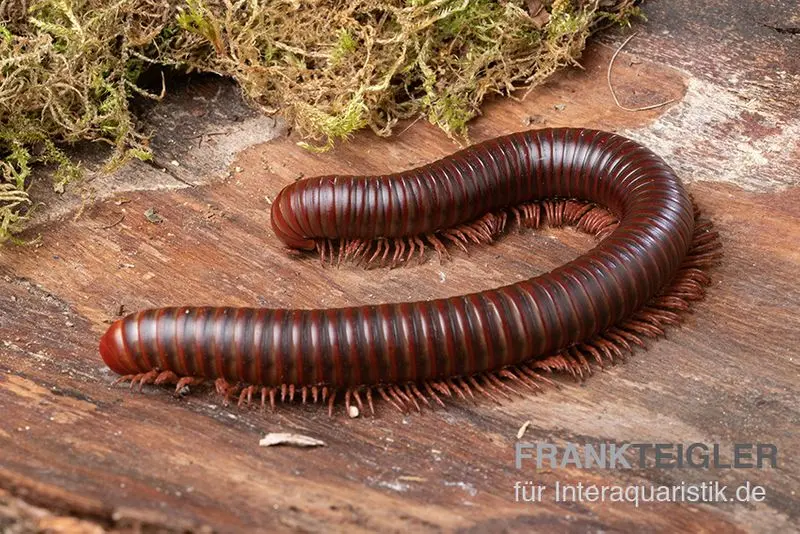 Myriapode géant asiatique, Thyropygus allevatus