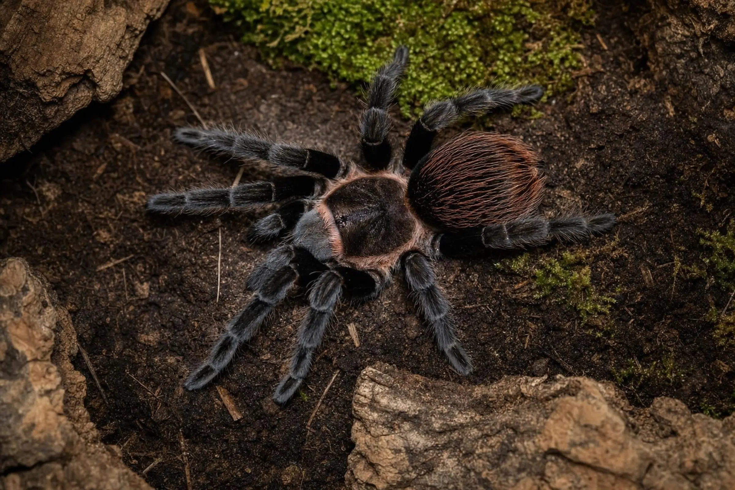 Mygale rouge du Costa Rica, Sericopelma angustum