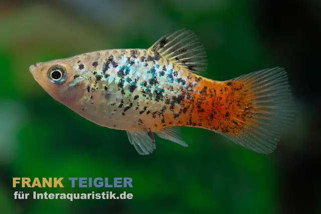 Platy arc-en-ciel Poivre & Sel, Xiphophorus maculatus PEPPER & SALT GOLD
