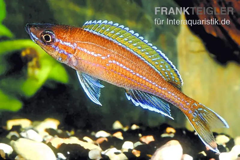Cichlidé Cyprichromis néon, Paracyprichromis nigripinnis « Blue Neon », élevage allemand