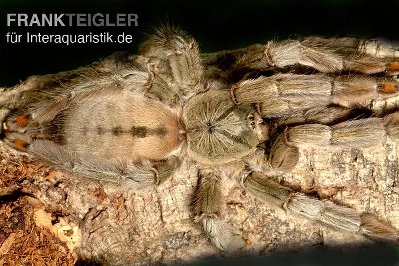 Mygale verte de Trinidad, Psalmopoeus cambridgei, spiderling 3/4''