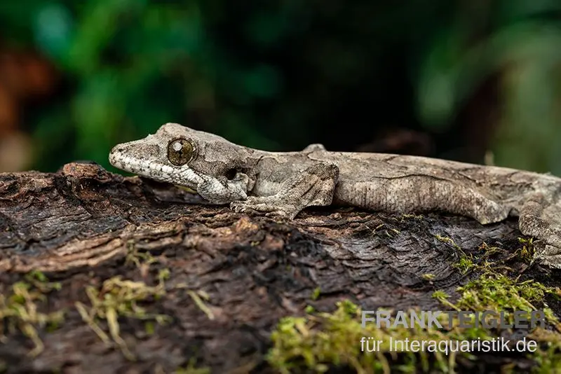 Gecko à replis de Kuhl, Ptychozoon kuhli