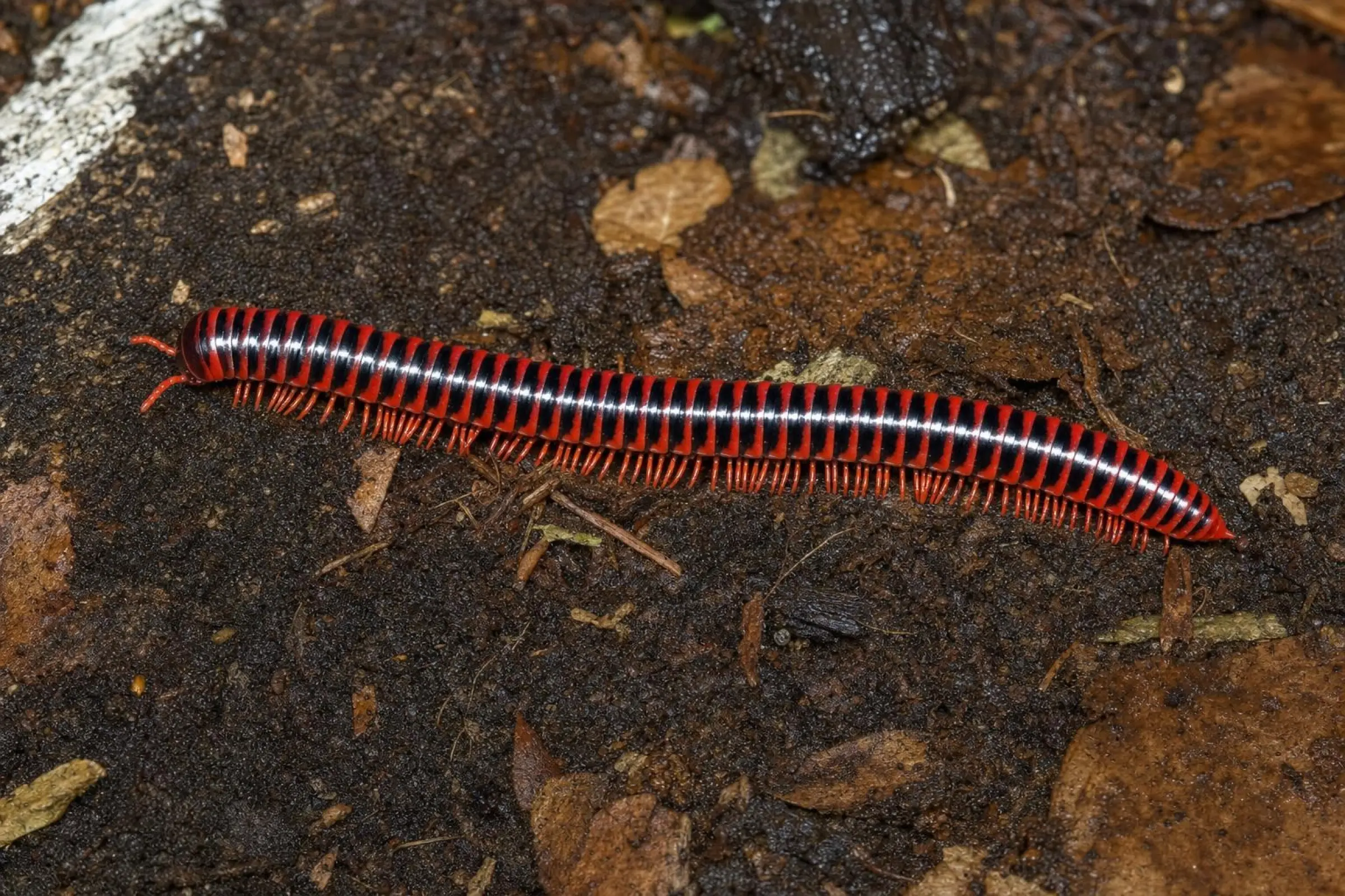 Diplopode à bandes brun-rouge, Antheromorpha festiva