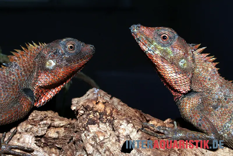 Lézard de jardin des forêts, Calotes emma