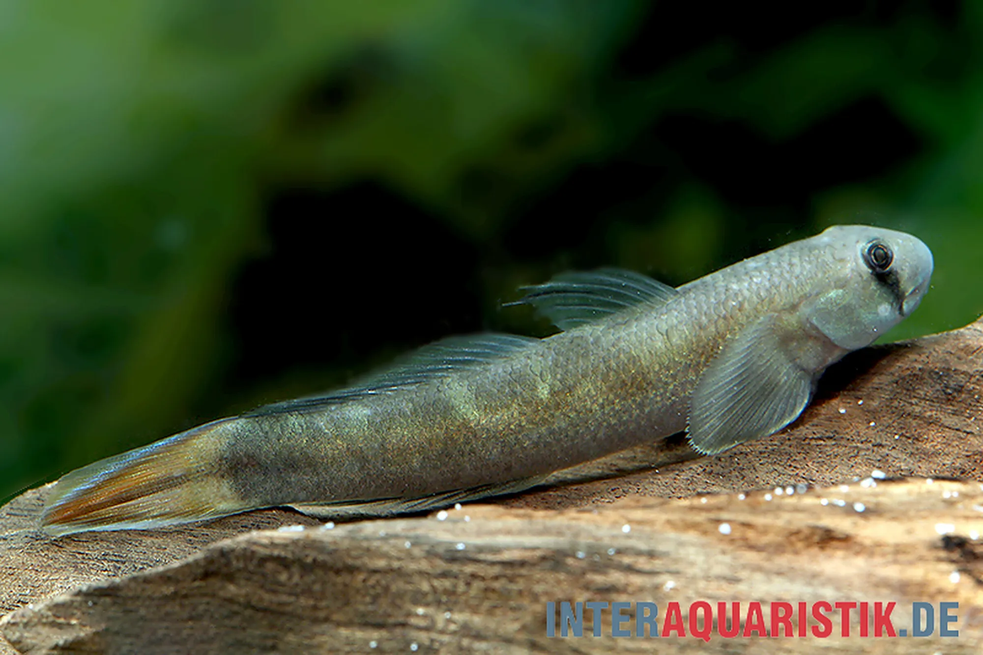 Gobie bleu mangeur d’algues, Sicyopterus lagocephalus, 9-10 cm