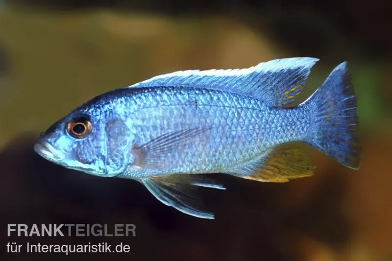 Cichlidé Maleri bleu glacier, Sciaenochromis fryeri Maleri Island, 4-5 cm