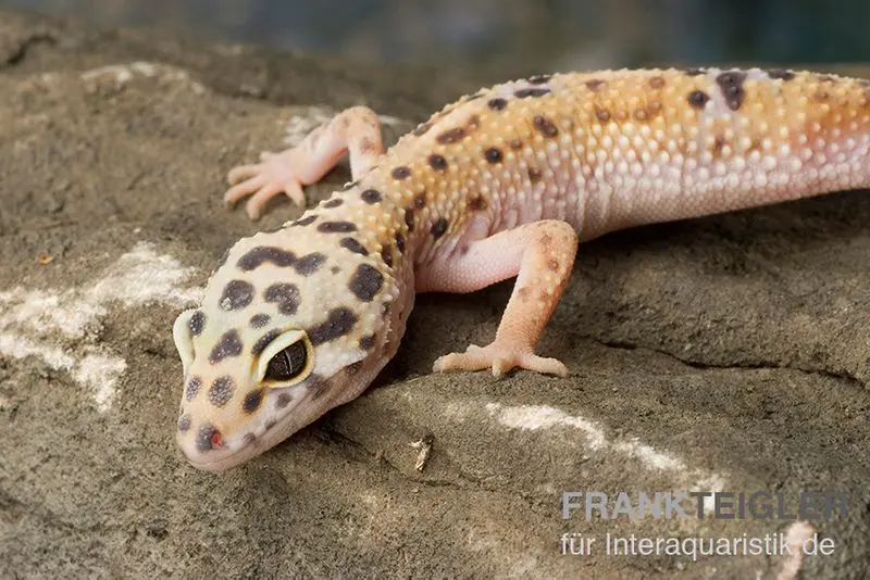 Gecko léopard, Eublepharis macularius, ENIGMA