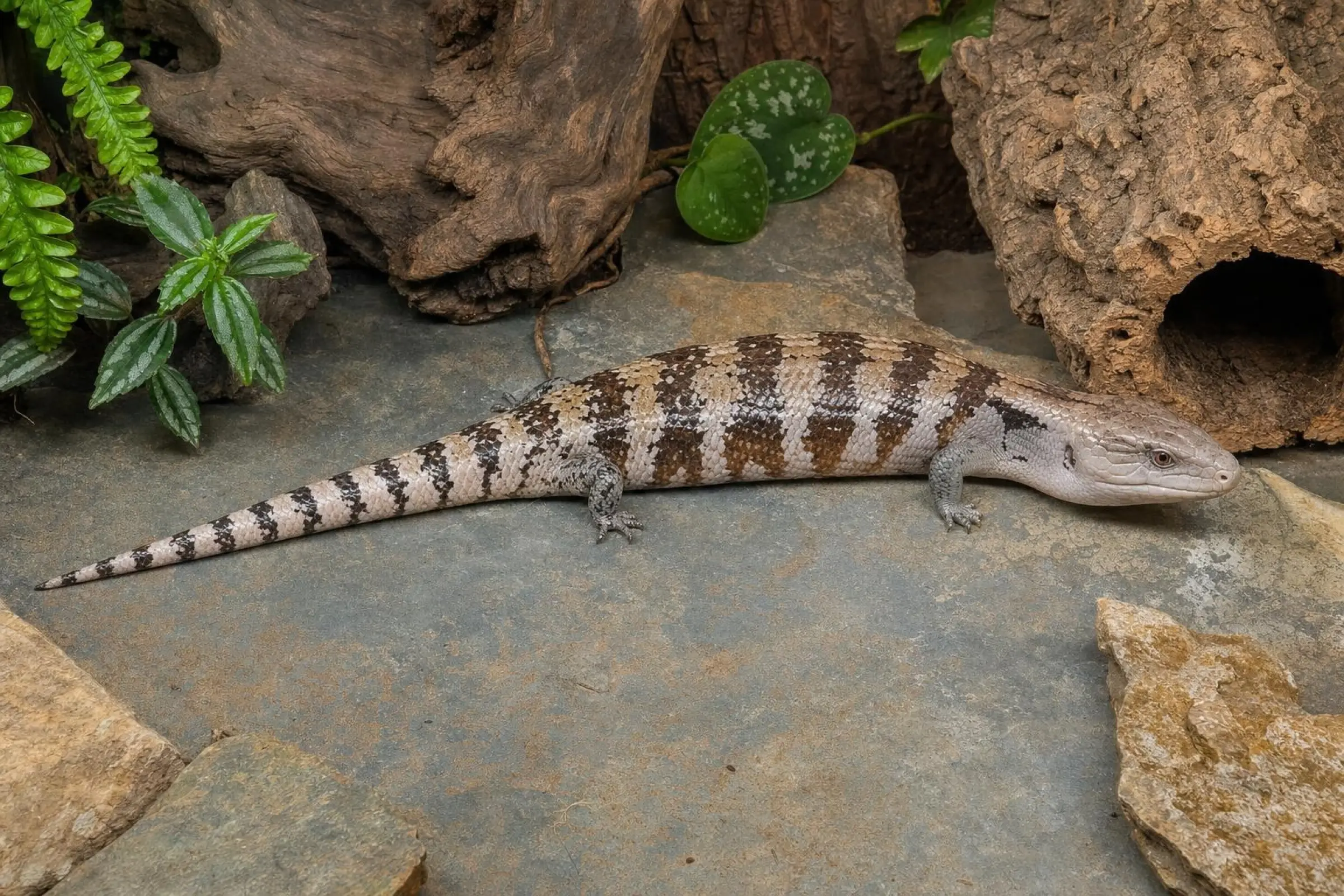 Scinque à langue bleue d’Irian Jaya, Tiliqua sp. irian jaya