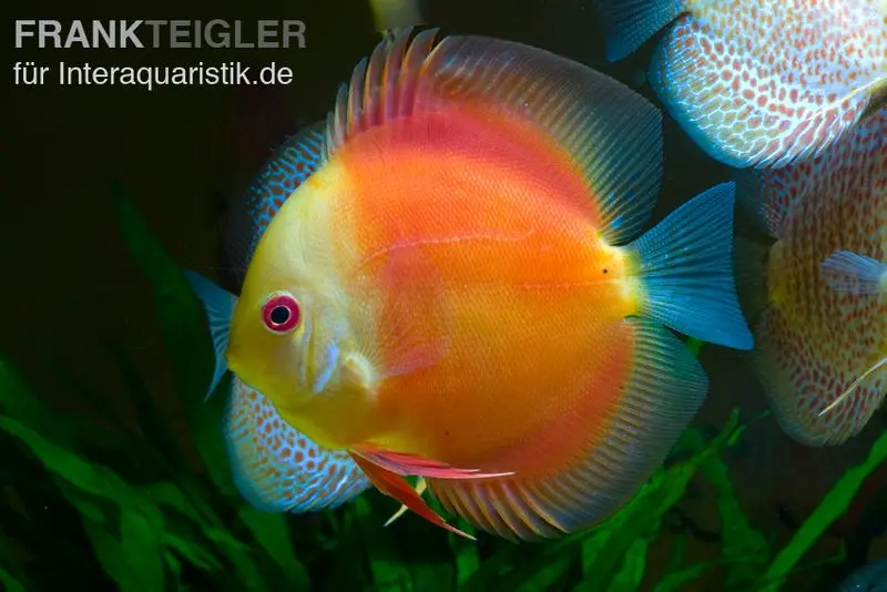 Discus élevage asiatique, Symphysodon discus Red doll (Red melon)