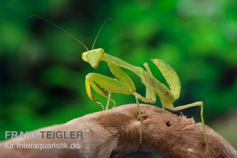 Mante religieuse africaine en mix, Sphodromantis spec.