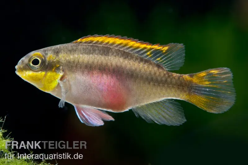 Cichlidé pourpre, Pelvicachromis pulcher