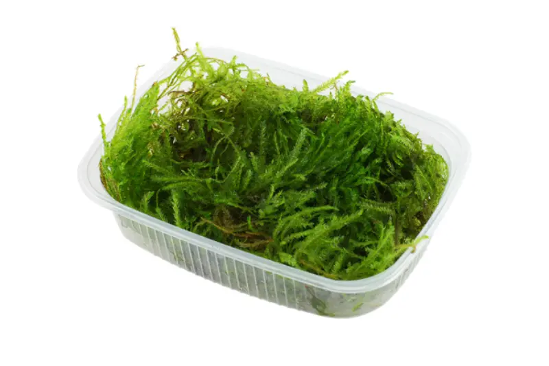 Mousse Spiky, Taxiphyllum spiky, en gobelet de 250 ml