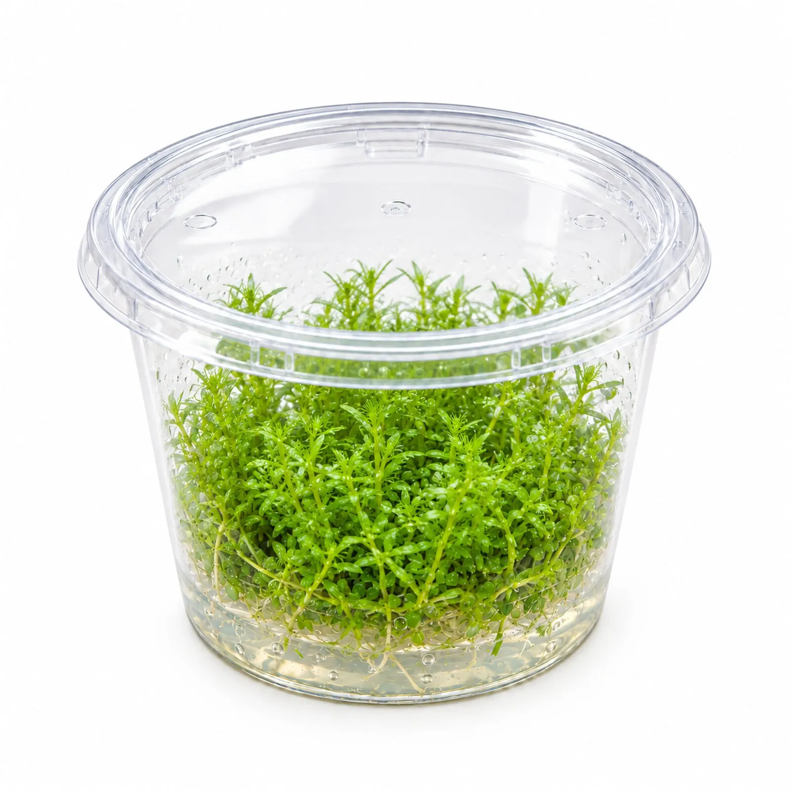 Rotala de Wayanad, Rotala sp. « Wayanad », In Vitro