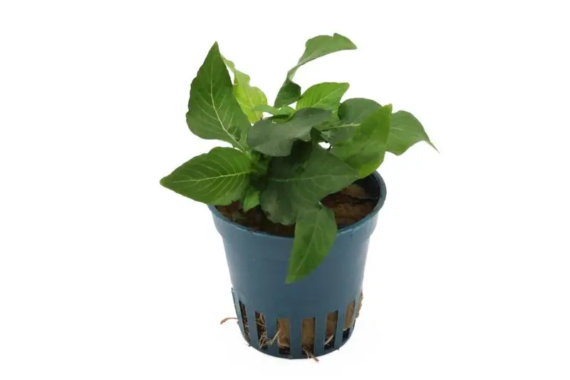 Hygrophila à tiges courtes, Hygrophila corymbosa « Kompakt », en pot