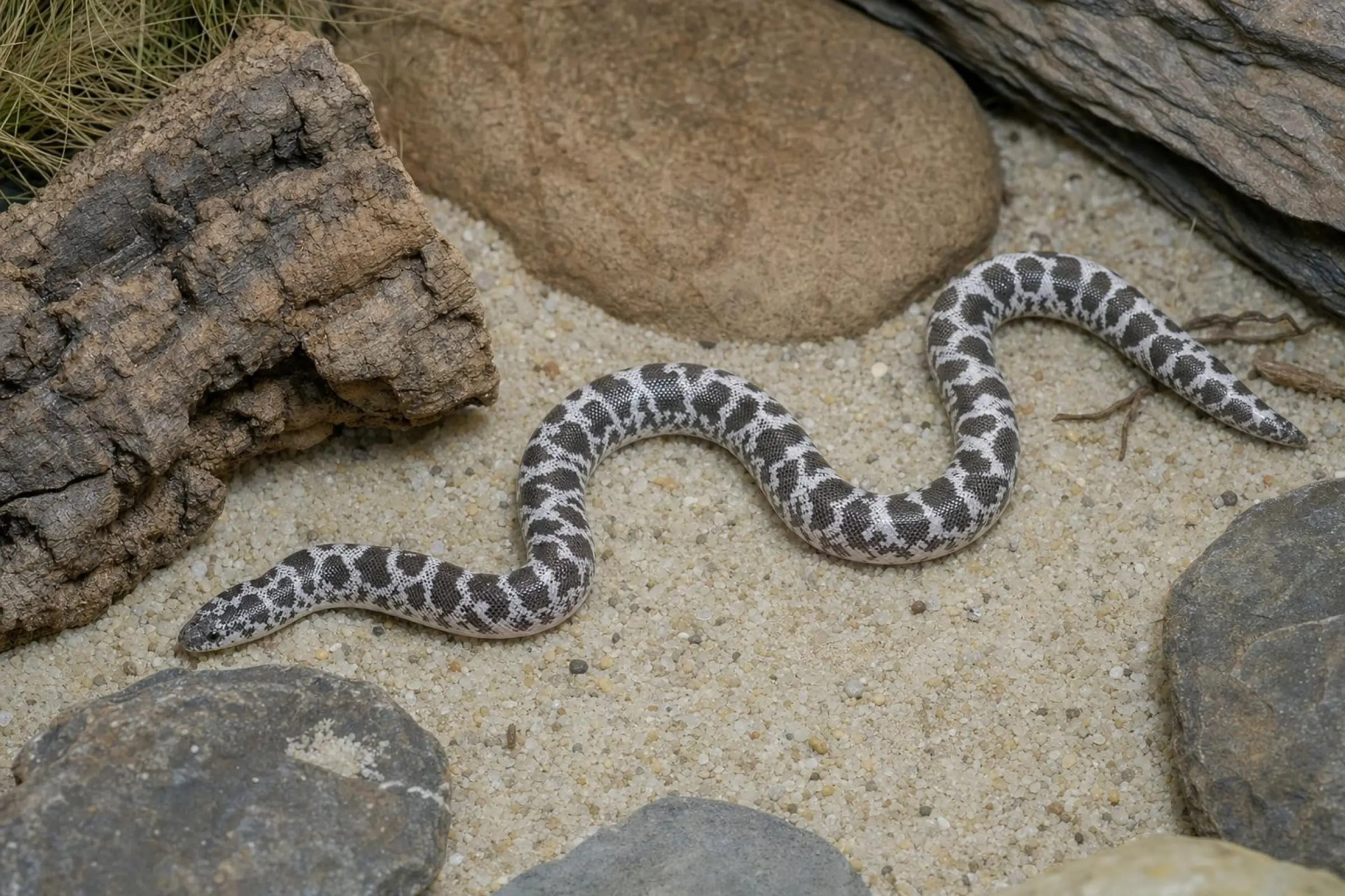 Boa des sables du Kenya axanthique, Gongylophis c. loveridgei