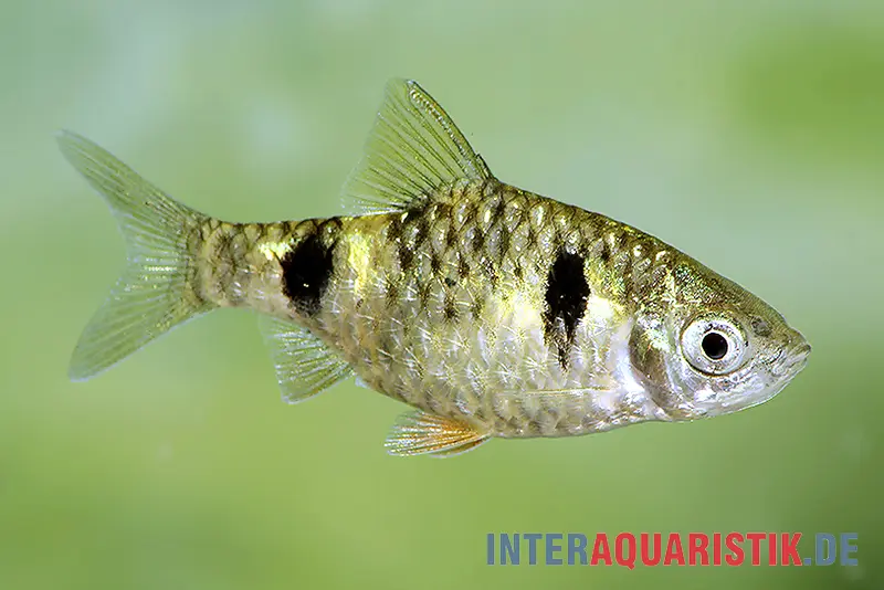 Barbus nain, Pethia phutunio (Puntius phutonio)