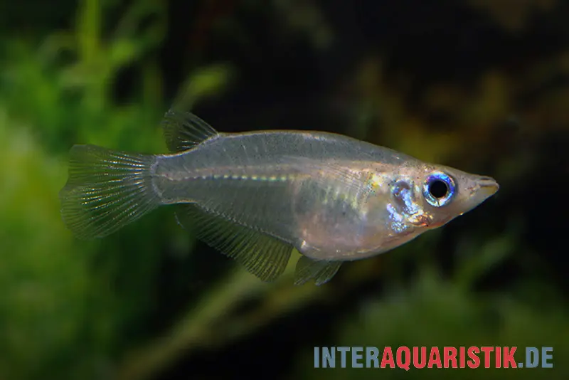 Reiskillie tacheté, Oryzias dancena (mini-poisson)