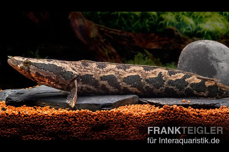 Tête de serpent africaine, (Para-)Channa obscura, 10-12 cm