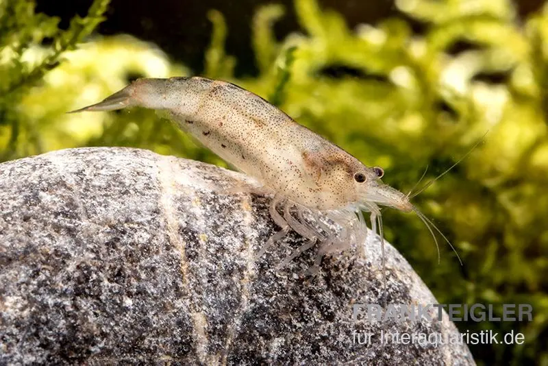 Crevette Amano australienne, Caridina typus (rareté)