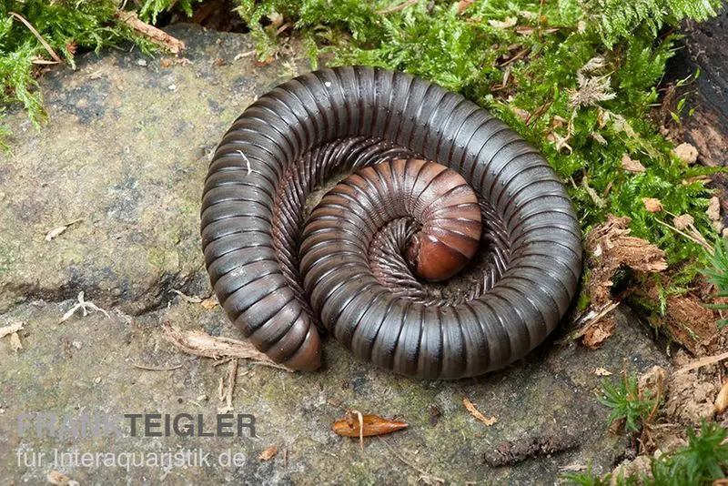 Mille-pattes Firehead, Spirostreptus servatius