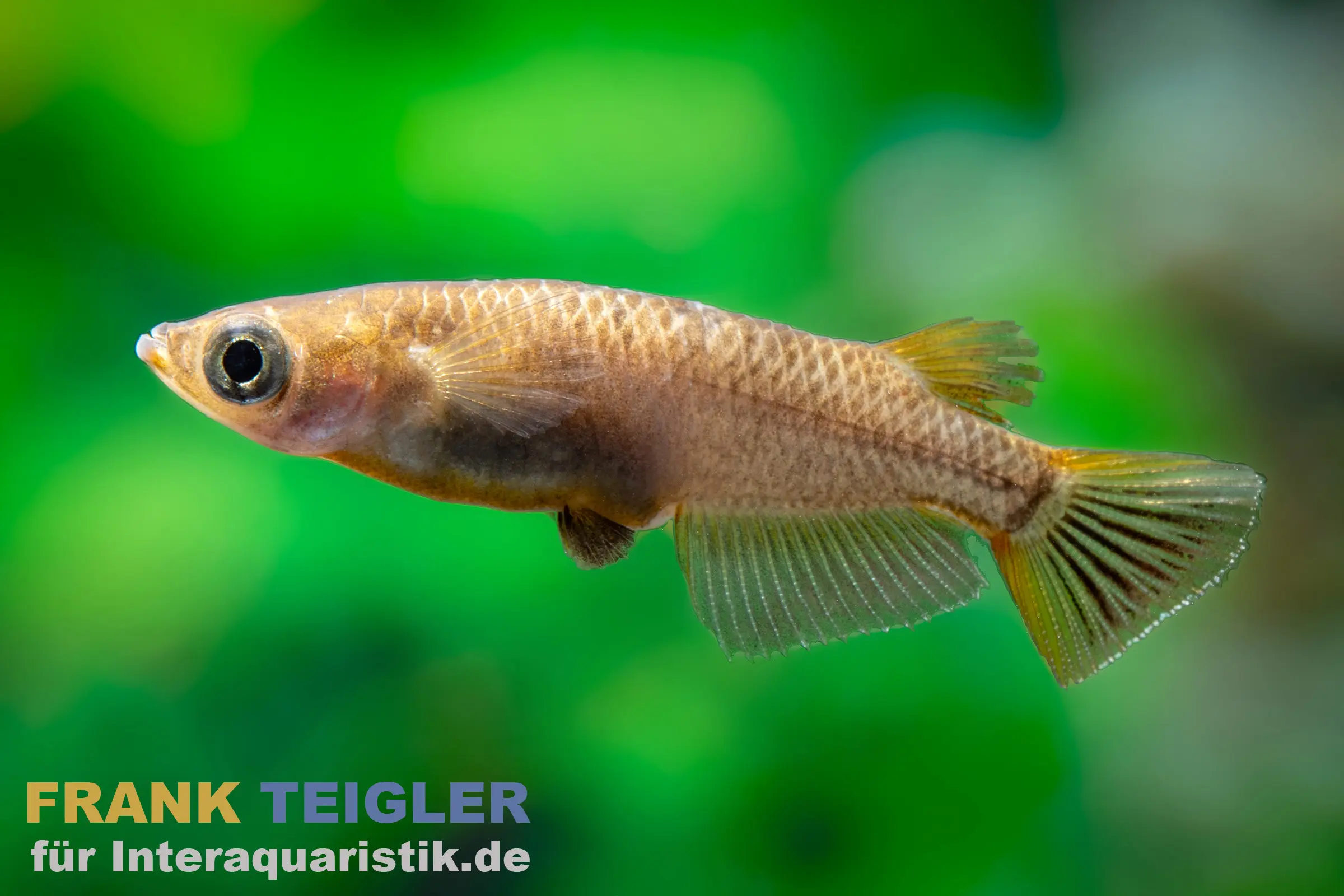 Medaka noir, Oryzias latipes Black