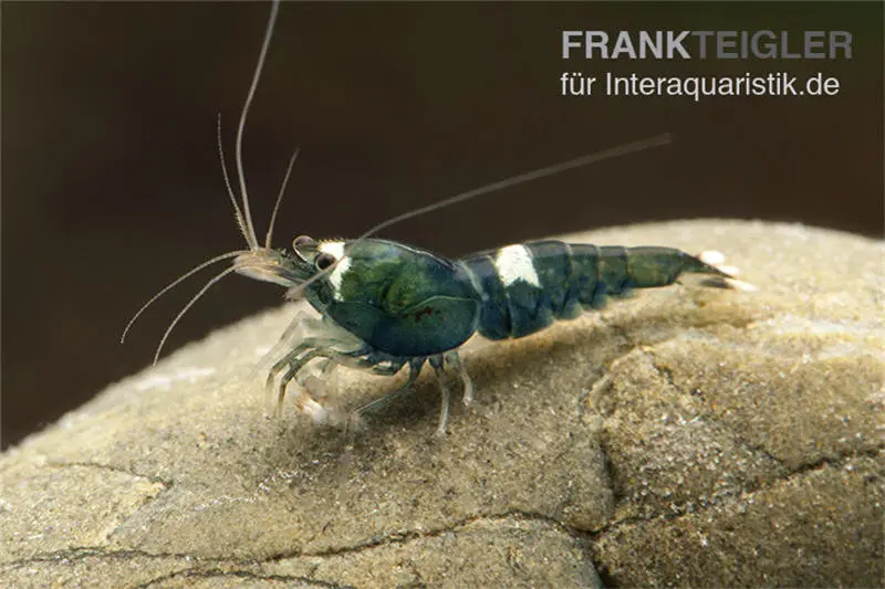 Crevette Green Hulk, Caridina logemanni Green Hulk (Taiwan Bee)