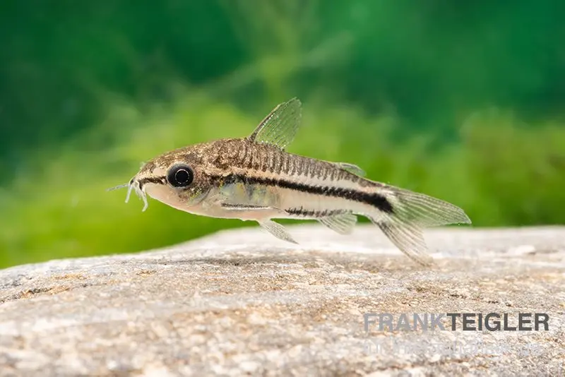 Corydoras nain, Corydoras pygmaeus (mini-poisson)