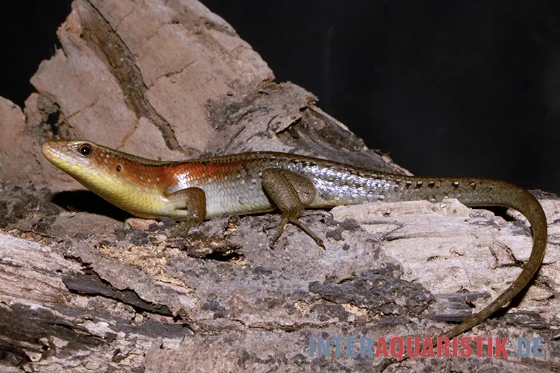 Mabuya multifasciata à nombreuses bandes, Mabuya multifasciata