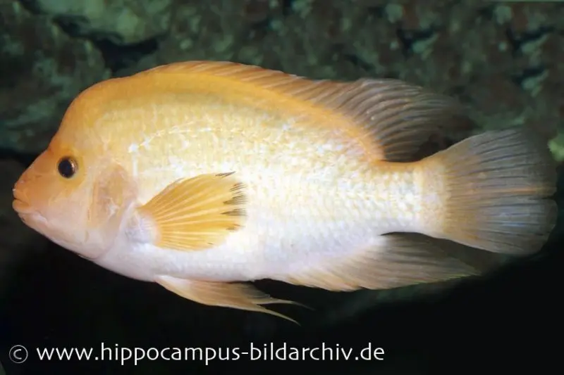 Cichlidé citron, Amphilophus citrinellus
